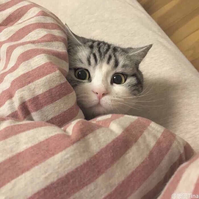 微信萌宠小猫咪头像图片图片