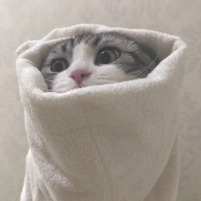 可爱萌宠猫咪图片 卖萌清新的小猫咪头像图片 喵星人头像图片图片