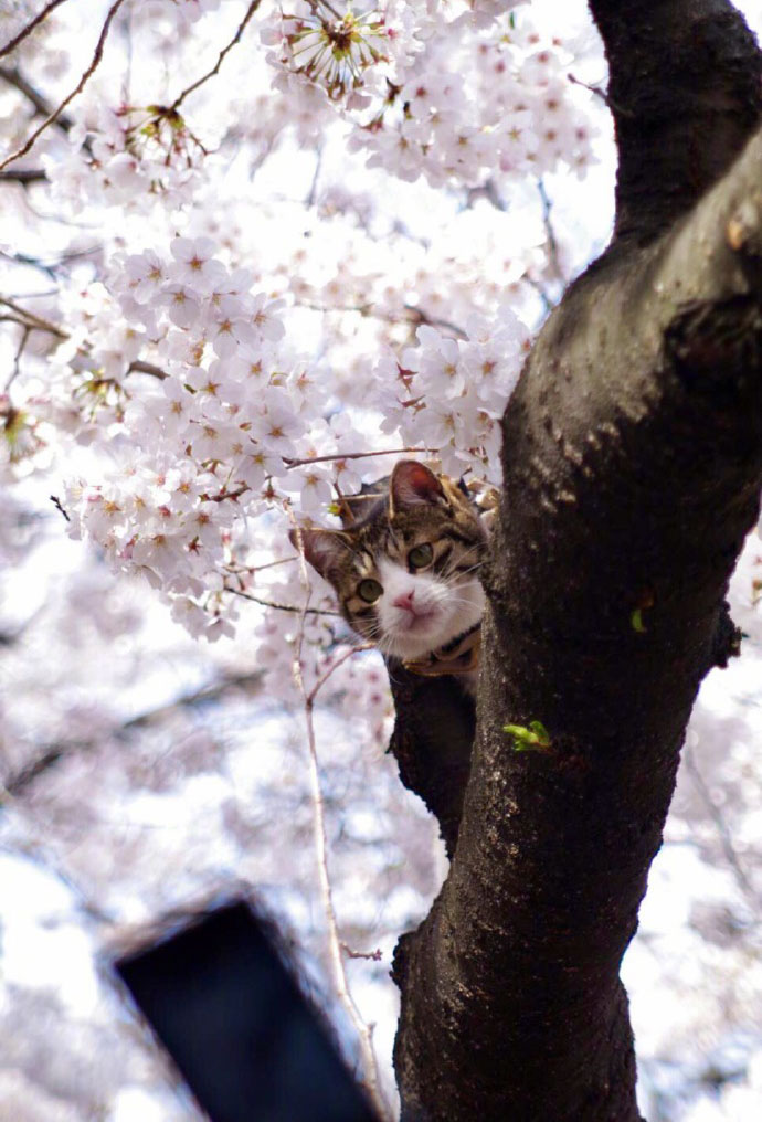 超可爱小猫图片高清手机壁纸图片