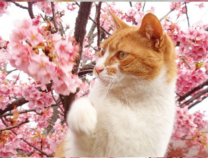 周放《大江大河》程小猫可爱表情包图片