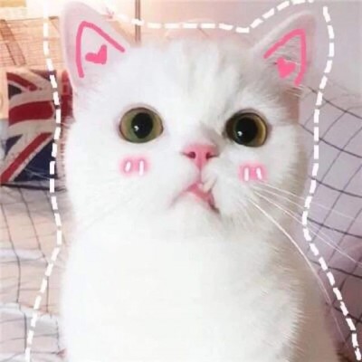 孙艺洲宠物世界萌宠时尚写真图片