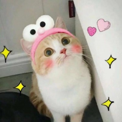 孙艺洲宠物世界萌宠时尚写真图片