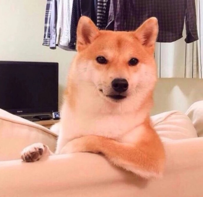 精选萌宠肥猫onigiri图片图片