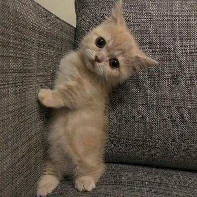 超可爱小猫图片高清手机壁纸图片