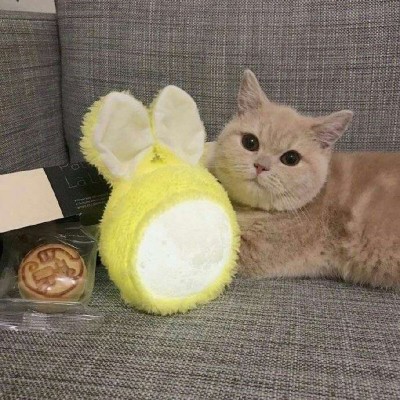 小猫图片