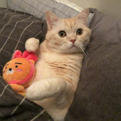 超可爱小猫图片高清手机壁纸图片