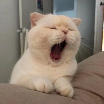 90后性感小猫咪写真图片