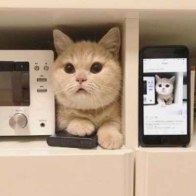 90后性感小猫咪写真图片