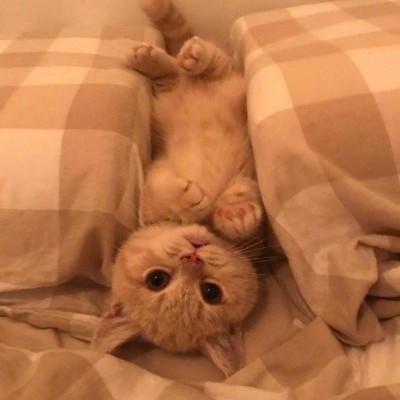 90后性感小猫咪写真图片