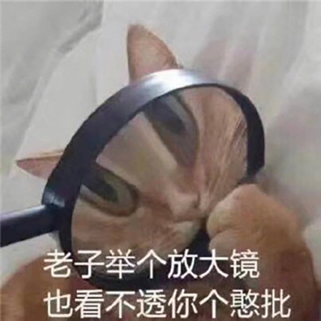 可爱猫咪带字表情包图片图片