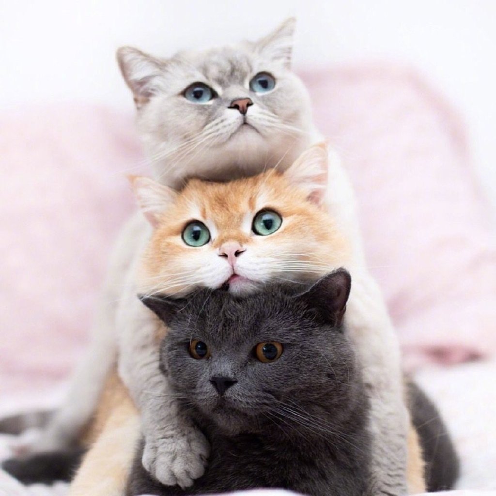 萌宠头像呆萌可爱猫咪头像图片图片