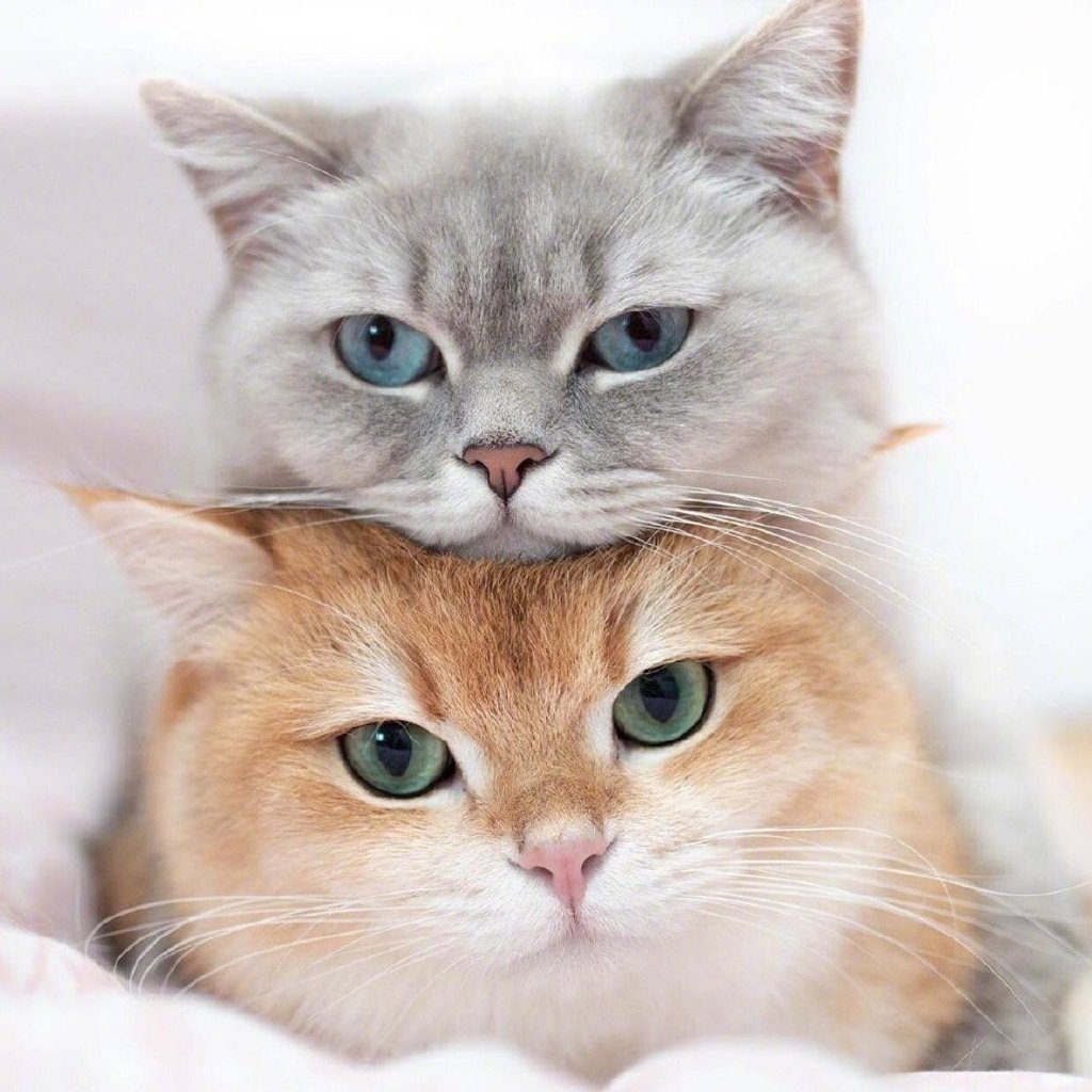 孙艺洲宠物世界萌宠时尚写真图片