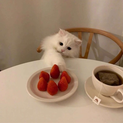 最新qq呆萌猫咪情侣头像图片图片