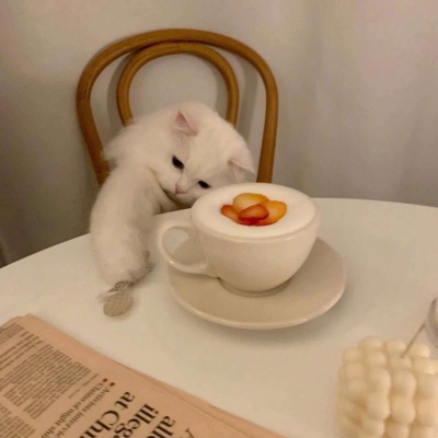 最新qq呆萌猫咪情侣头像图片图片
