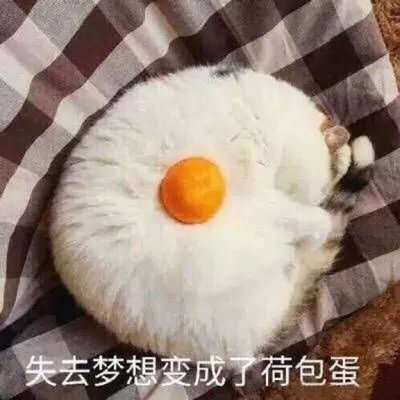 动物头像：高清可爱萌宠猫咪头像图片图片