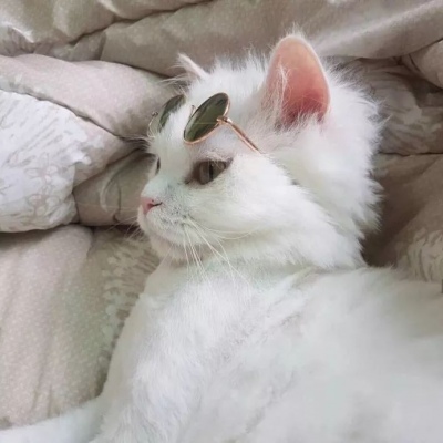 90后性感小猫咪写真图片
