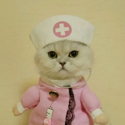 小猫图片