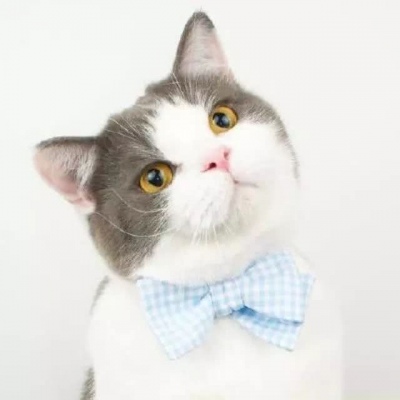 小猫图片