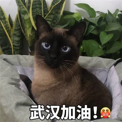 萌宠狗狗抱着心爱的玩具入睡摄影图片图片