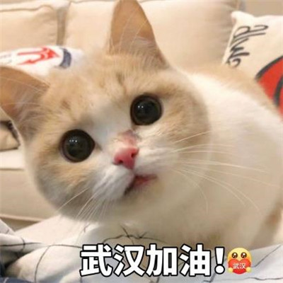 孙艺洲宠物世界萌宠时尚写真图片