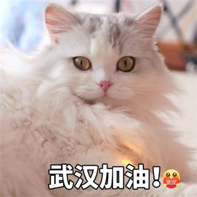 孙艺洲宠物世界萌宠时尚写真图片
