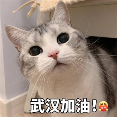 孙艺洲宠物世界萌宠时尚写真图片