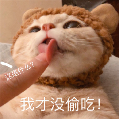 精选可爱萌宠汪星人图片 十二生肖狗图片图片