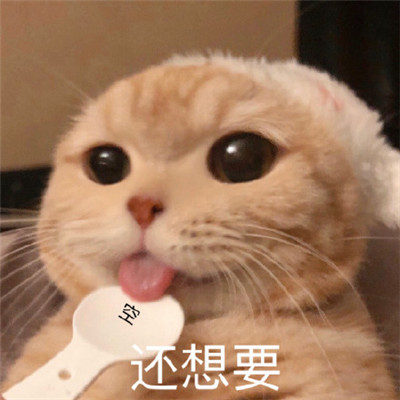 吃货专用表情包 萌宠表情包图片图片