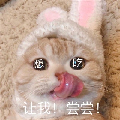 吃货专用表情包 萌宠表情包图片图片