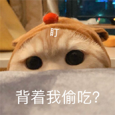 孙艺洲宠物世界萌宠时尚写真图片