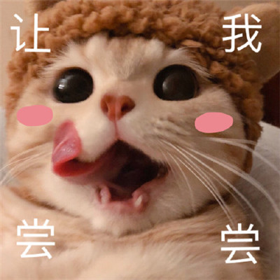 吃货专用表情包 萌宠表情包图片图片