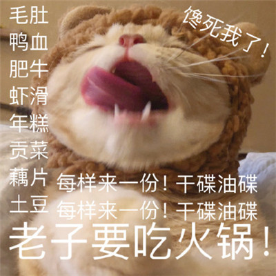 吃货专用表情包 萌宠表情包图片图片