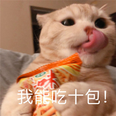 孙艺洲宠物世界萌宠时尚写真图片