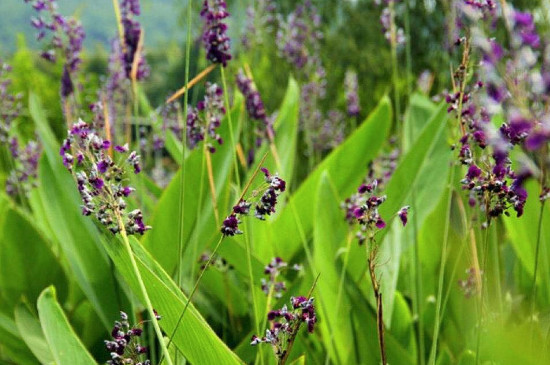 植物图片