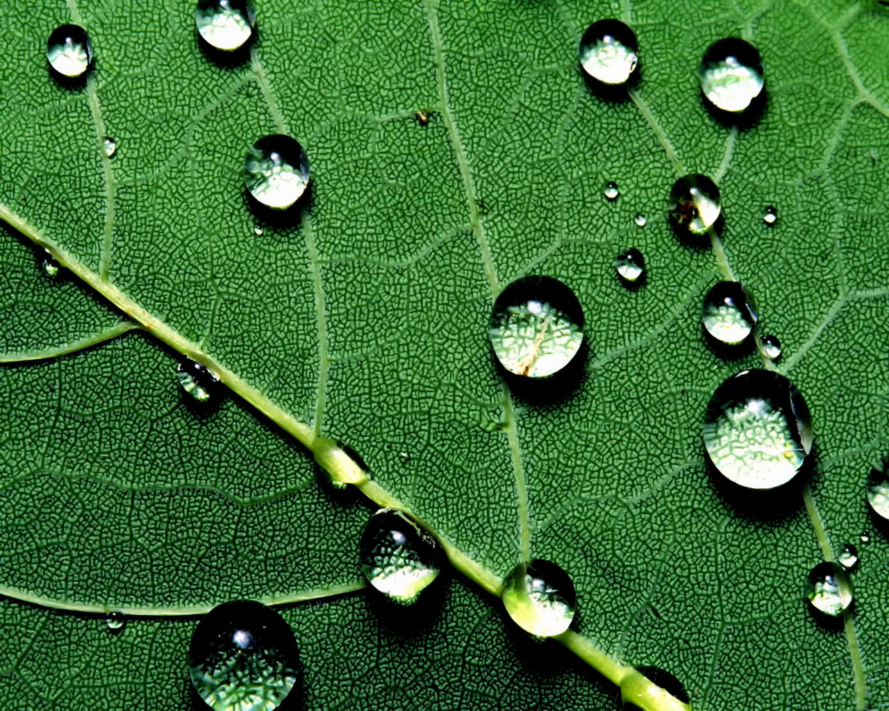 高清雨水水滴精选绿叶水滴绿色护眼桌面壁纸下载第一辑图片