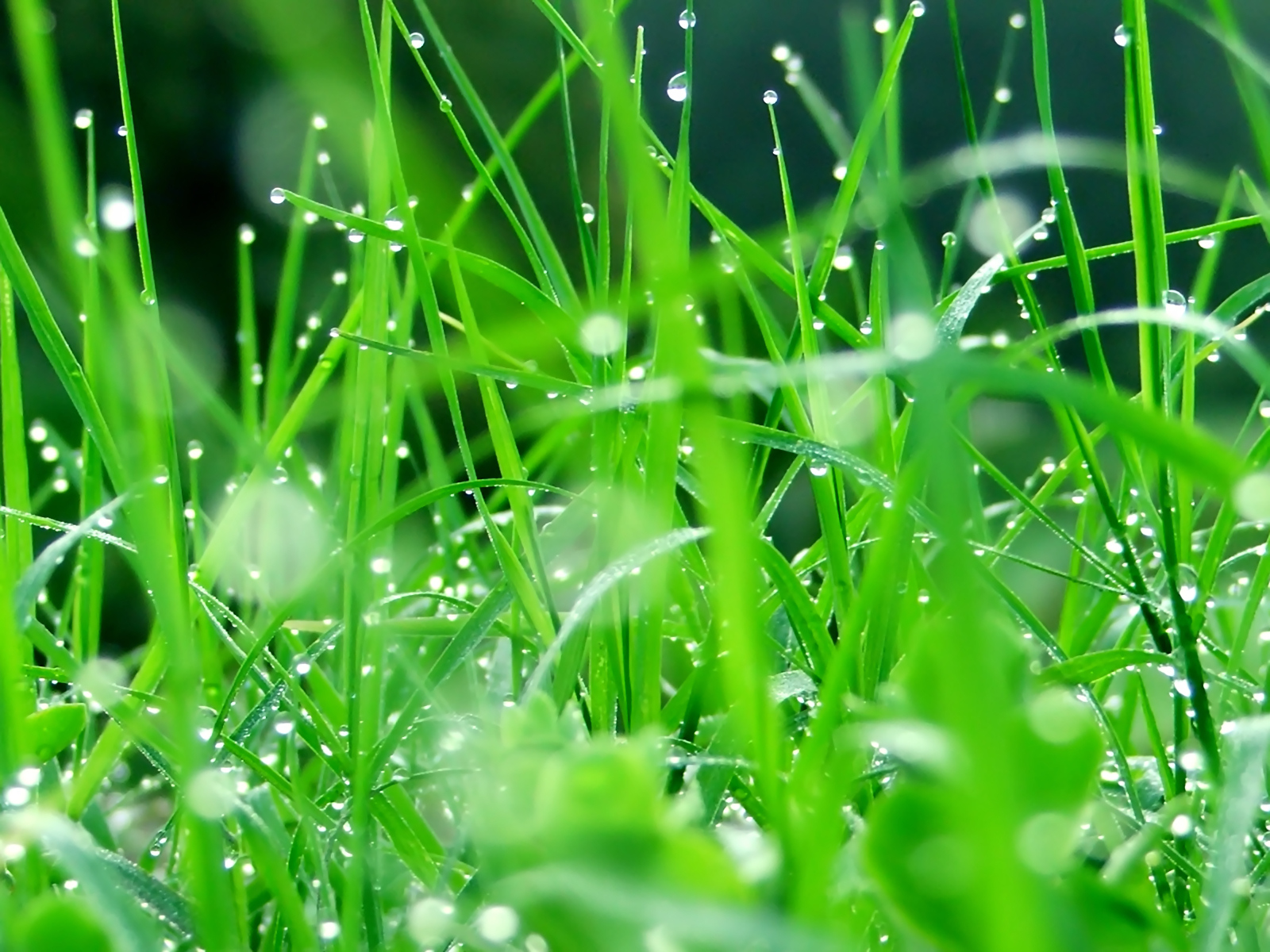 高清雨水水滴精选绿叶水滴绿色护眼桌面壁纸下载第一辑图片