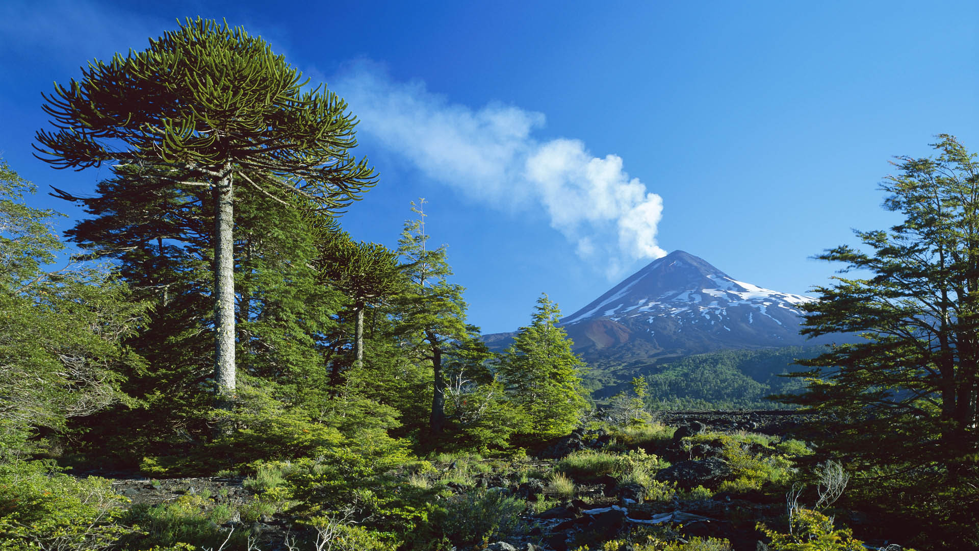 2020年6月山林树木溪流桌面日历壁纸图片