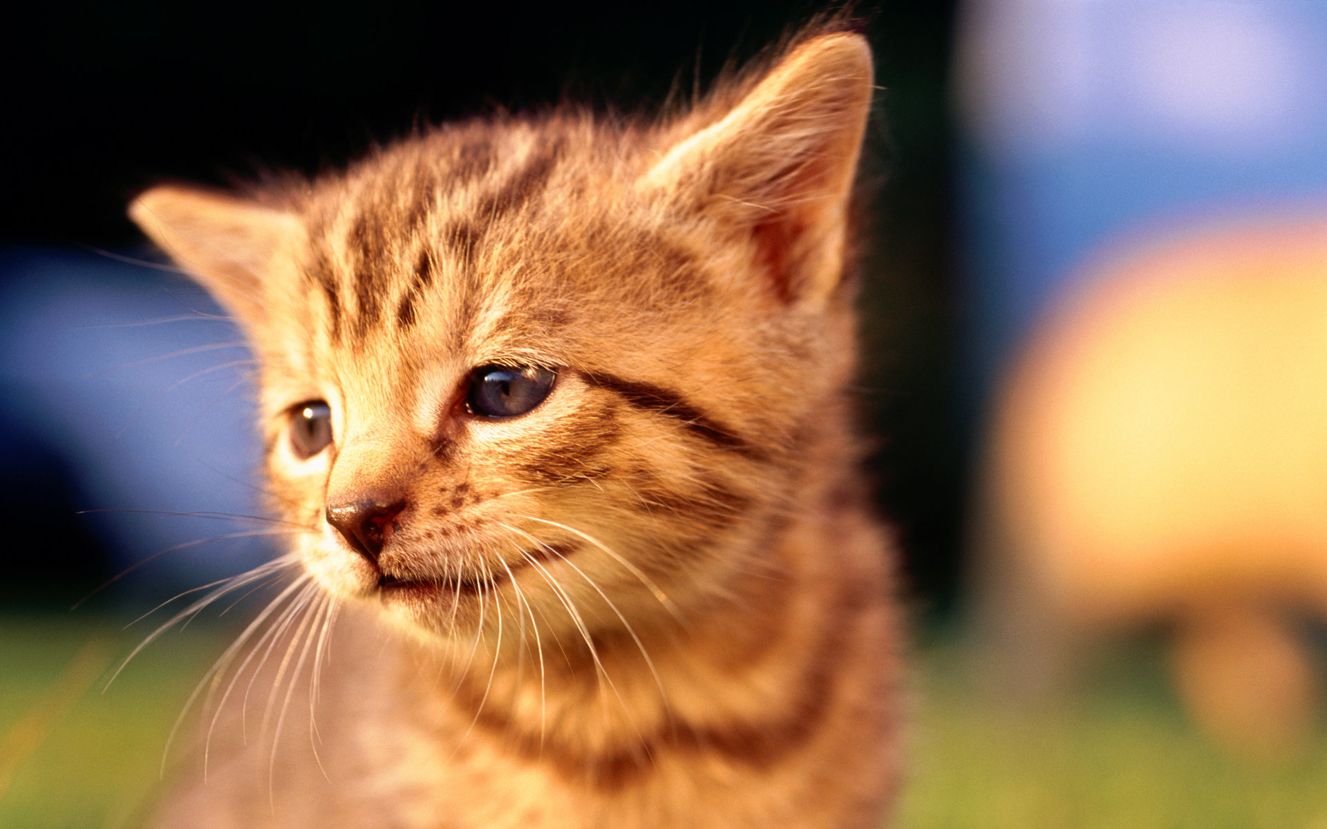 高清超可爱萌宠小奶猫图片高清电脑壁纸图片