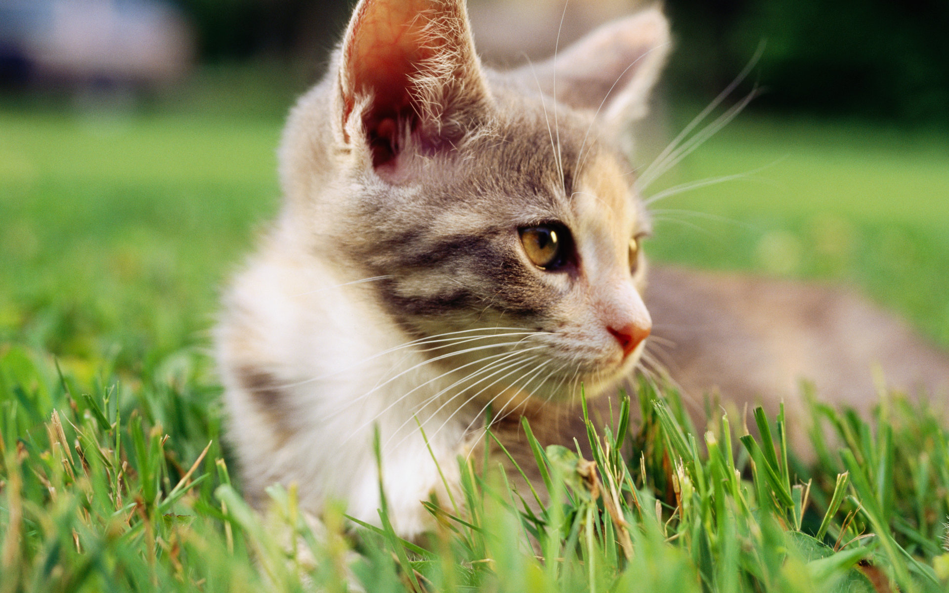 小奶猫图片