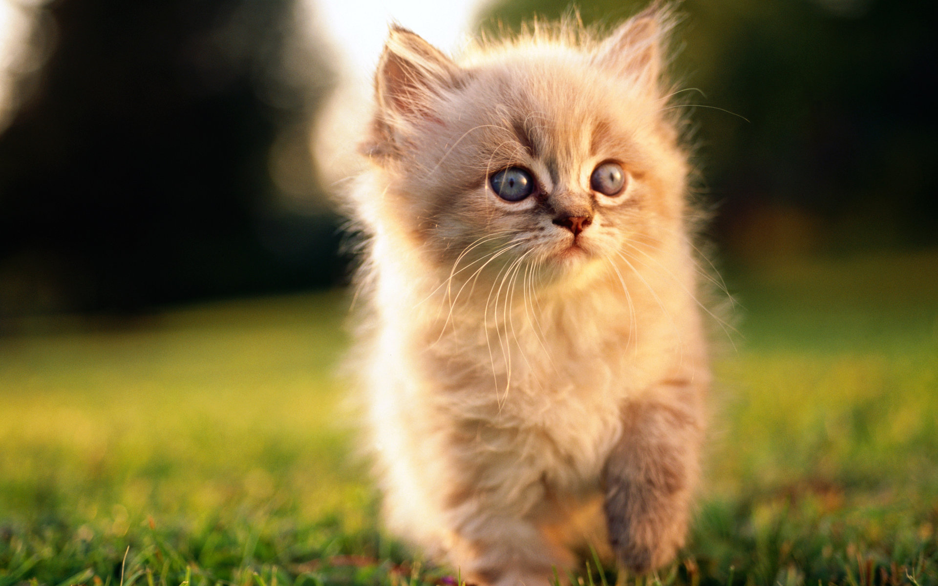 高清超可爱萌宠小奶猫高清电脑桌面壁纸图片下载(二)图片