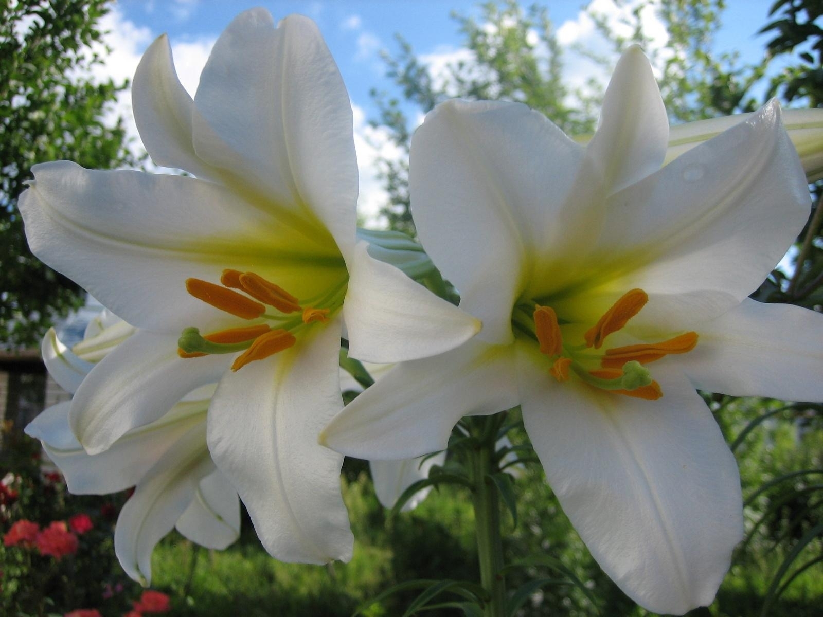 百合花图片