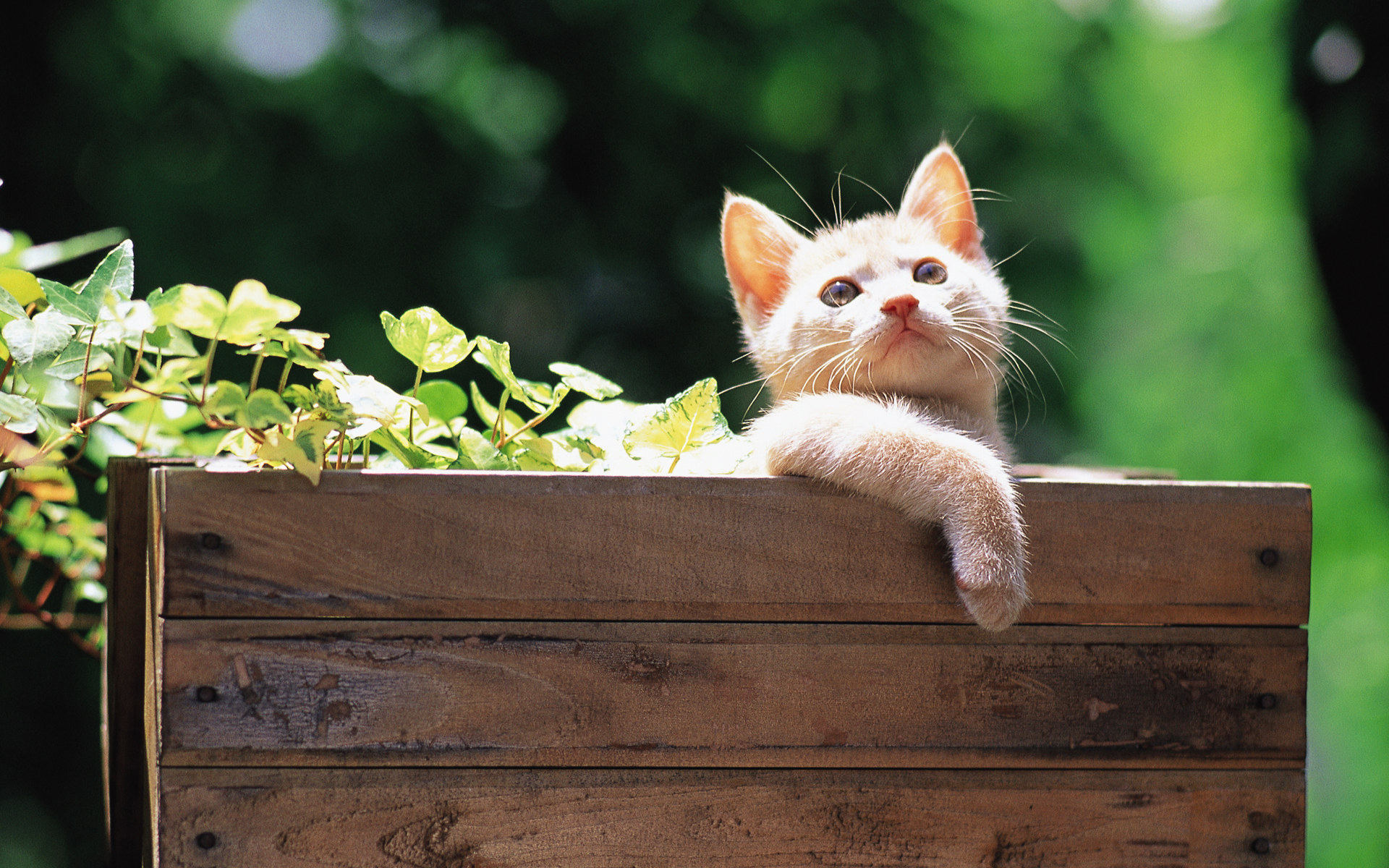 2022年9月日历可爱动物猫咪高清桌面壁纸图片图片