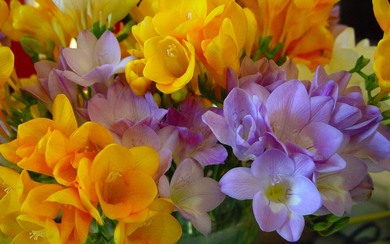 鲜花图片