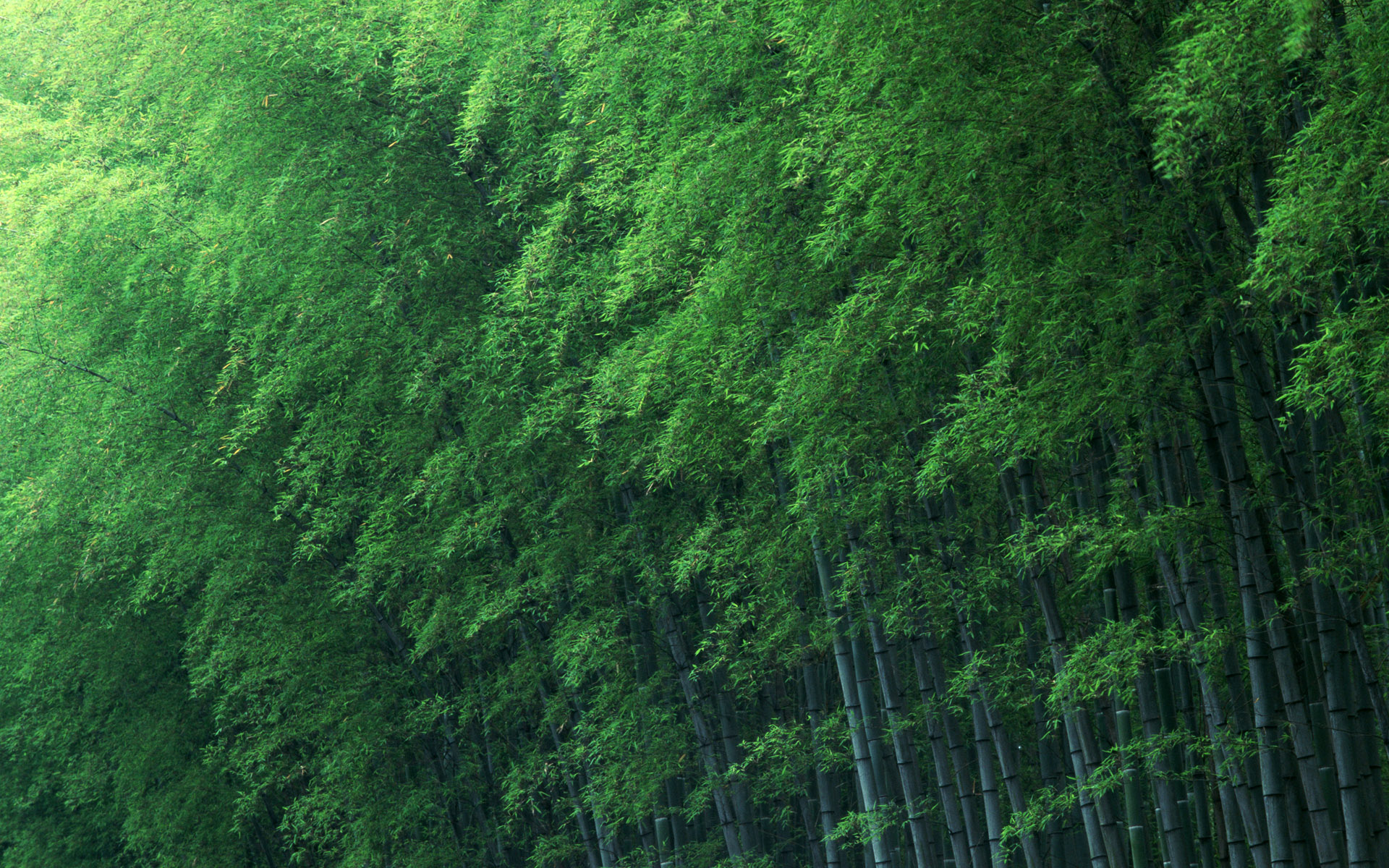鸟瞰热带海岛蓝色绚丽风景桌面壁纸图片