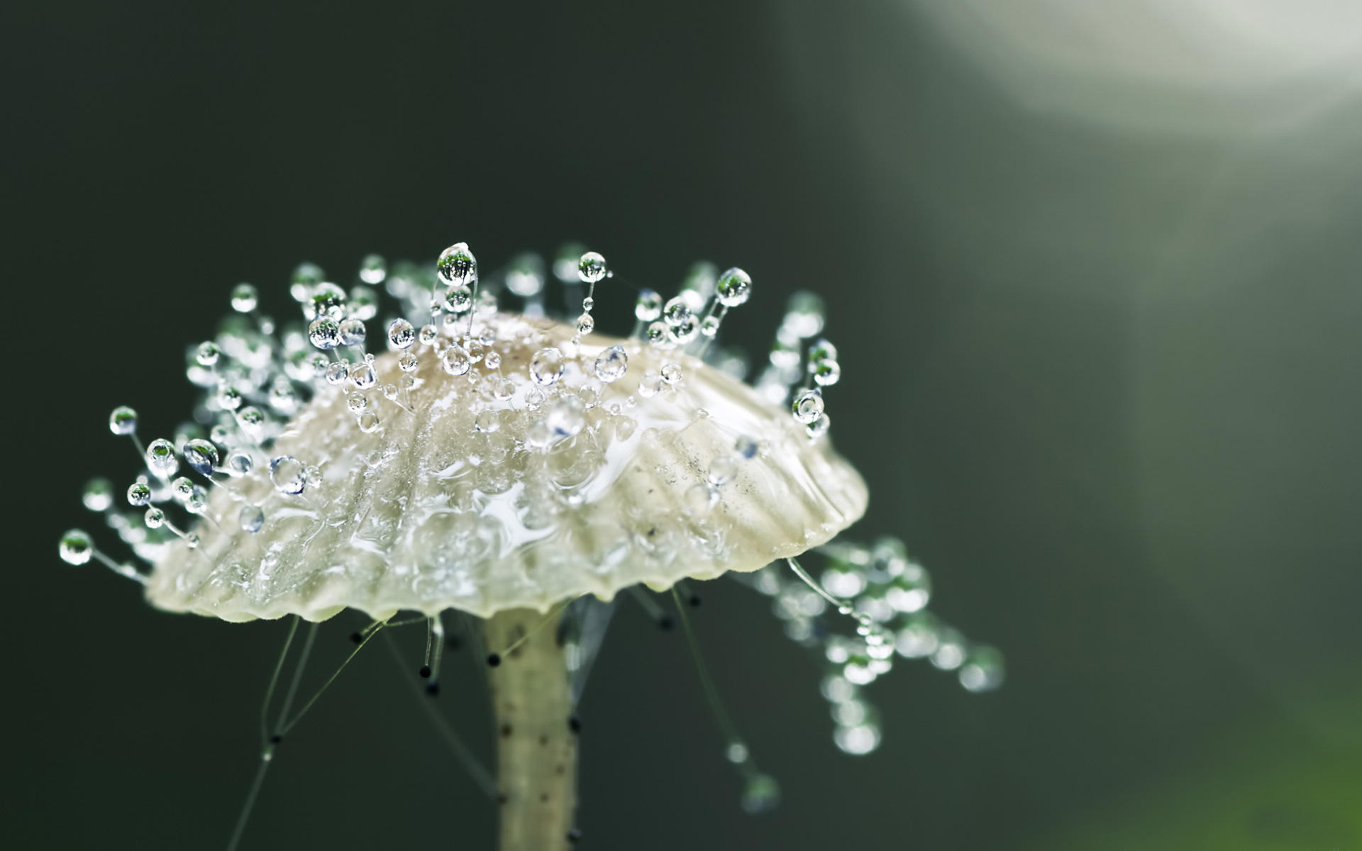 苹果桌面壁纸图片