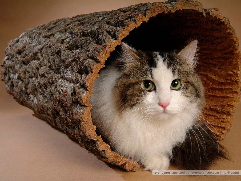 卖萌可爱猫咪高清图片大全宽屏电脑桌面壁纸下载第二辑图片