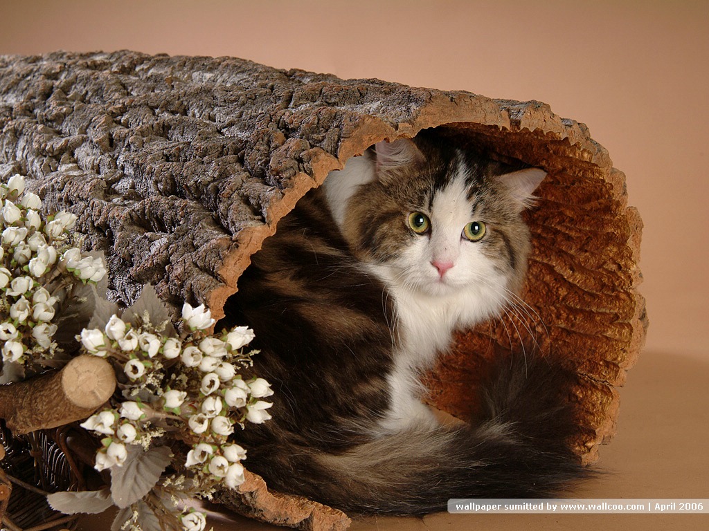 超级可爱猫咪萌照壁纸图片