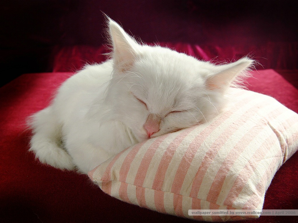 卖萌可爱猫咪高清图片大全宽屏电脑桌面壁纸下载第二辑图片