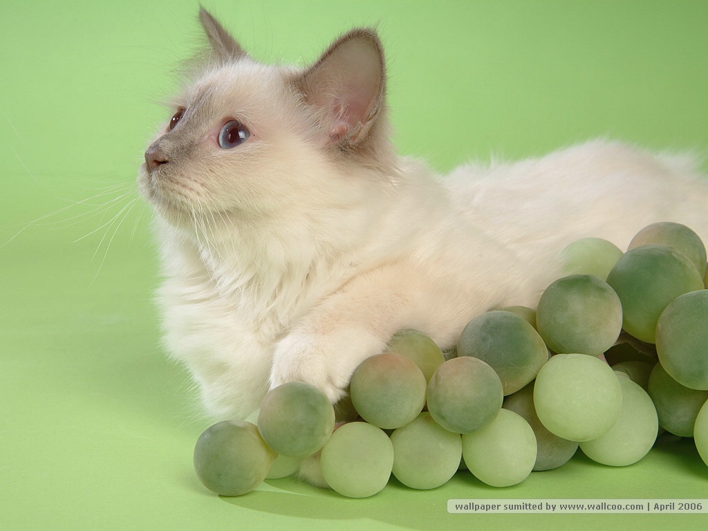可爱的白色猫咪经典高清桌面壁纸第二辑图片