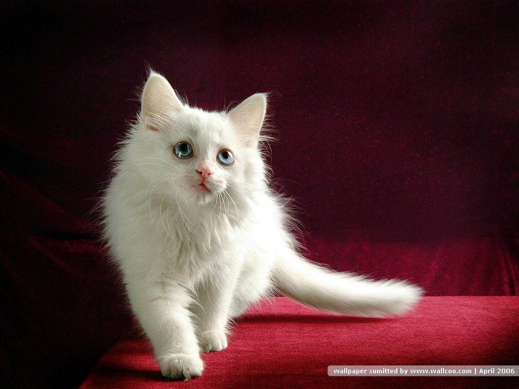 卖萌可爱猫咪高清图片大全宽屏电脑桌面壁纸下载第二辑图片
